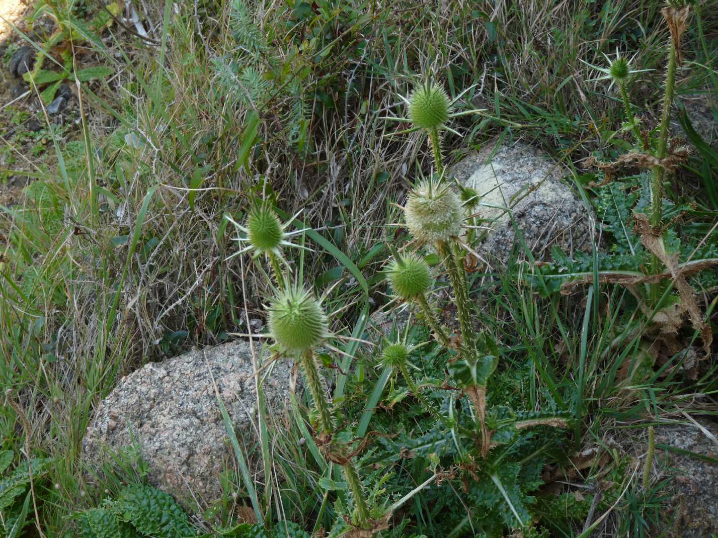 Dipsacus ferox / Scardaccione spinosissimo